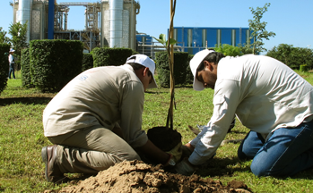 Acciones de plantado